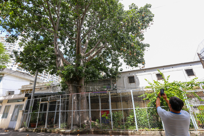 Cây[-]bao[-]báp[-]lâu[-]đời[-]nhất[-]Sài[-]Gòn[-]vào[-]mùa[-]nở[-]hoa